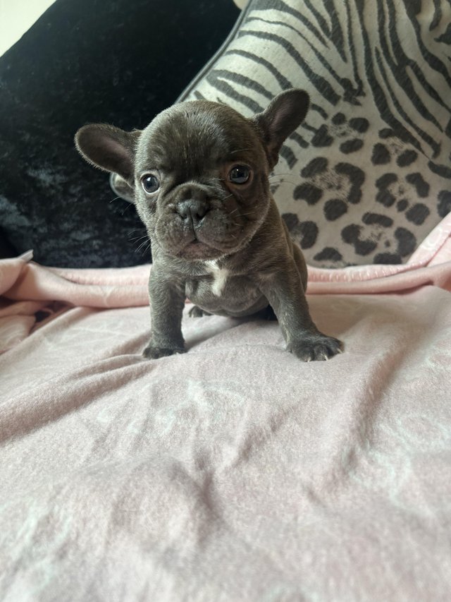 Preview of the first image of Last kc registered female brindle French bulldog pup.