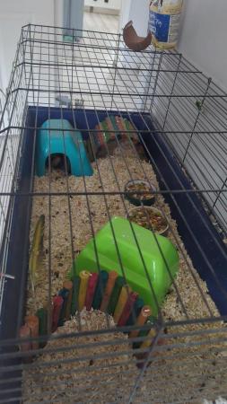 Image 1 of Guinea pigs, cage and accessories for sale