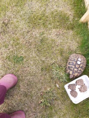 Image 1 of BABY HERMANNS TORTOISE FOR SALE