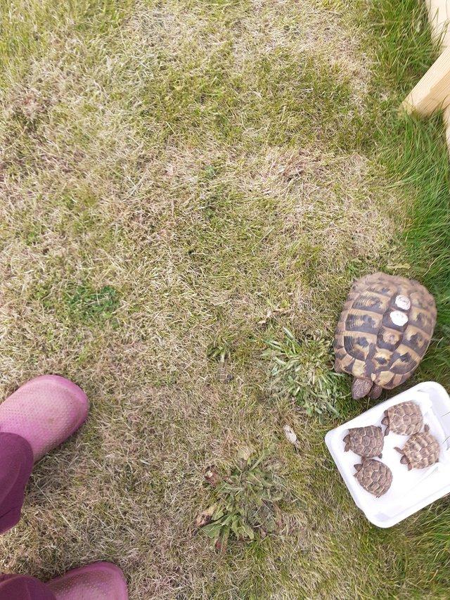Preview of the first image of BABY HERMANNS TORTOISE FOR SALE.