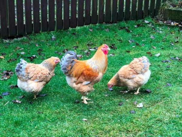 Image 36 of *POULTRY FOR SALE,EGGS,CHICKS,GROWERS,POL PULLETS*