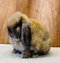 Image 10 of Miniature Lop Baby Rabbits available now