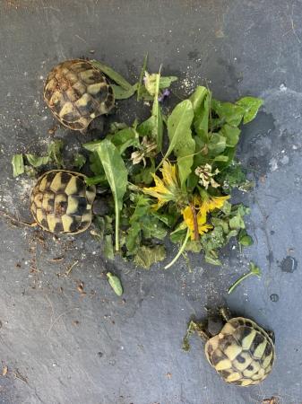 Image 2 of Hermanns tortoises for sale Danbury