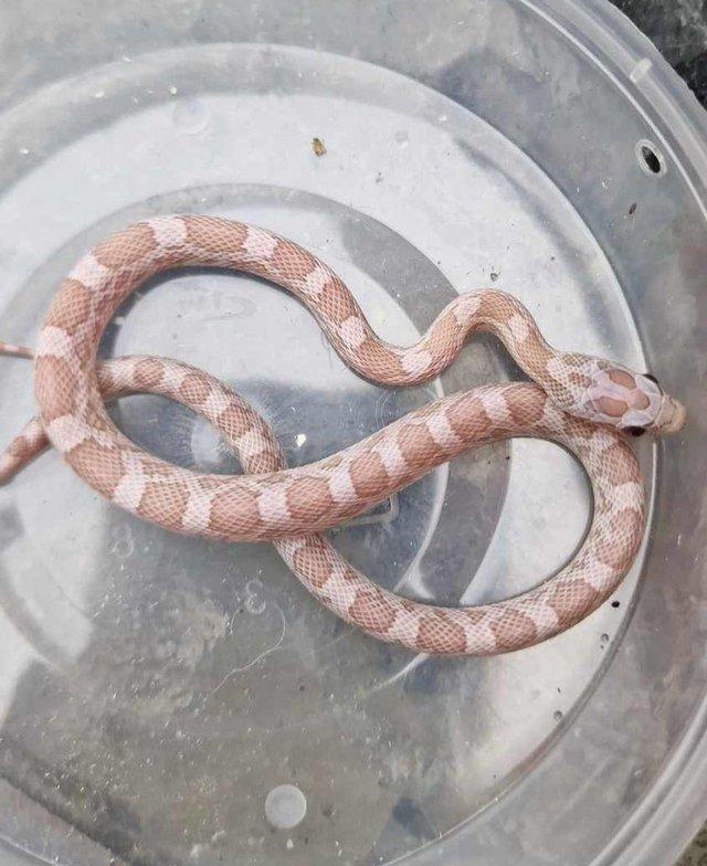Preview of the first image of Various Cornsnakes, male and females, babies and some adults.