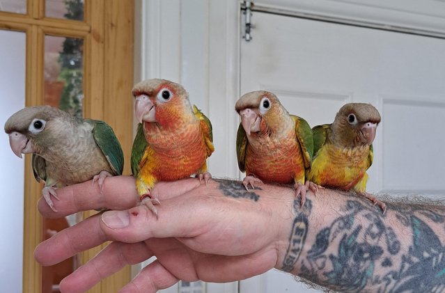 Image 3 of Hand reared baby conures ready now