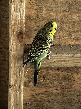 Image 5 of Baby budgies for sale very healthy and redy to tame