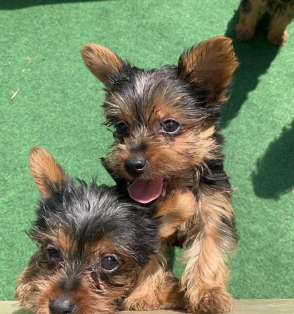 Image 1 of Yorkshire terrier puppies for sale ready now