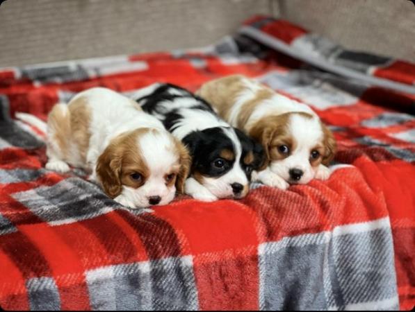 Image 6 of STUNNING CAVALIER KING CHARLES PUPPIES