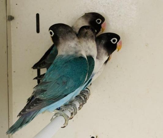 Image 2 of Blue masked lovebirds available