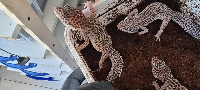Image 9 of 2023 juvenile leopard geckos £50 each