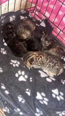 Image 2 of Gorgeous kittens looking for their forever home x