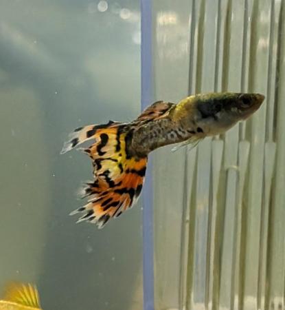 Image 1 of Baby guppies for sale - various ages £1.50 each