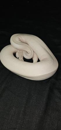 Image 3 of Female ivory royal python