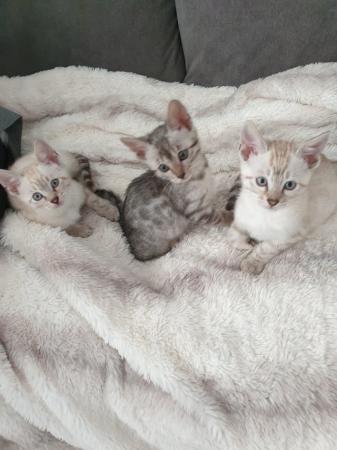 Image 2 of Bengal kittens 3 males and to females