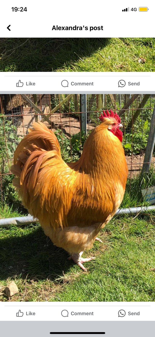 Preview of the first image of 12 mth old Buff Orpington cockerel.