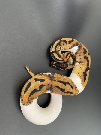 Image 10 of Various morphs of ball pythons.