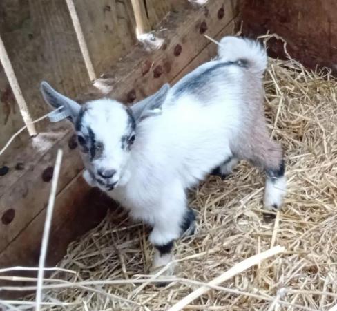 Image 3 of Pygmy Goat kid for sale - beautiful tri markings