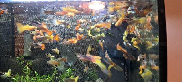 Image 3 of Lots Of Stunning Male Guppies for Sale