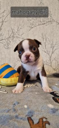 Image 2 of Kc registrated Boston terrier puppies