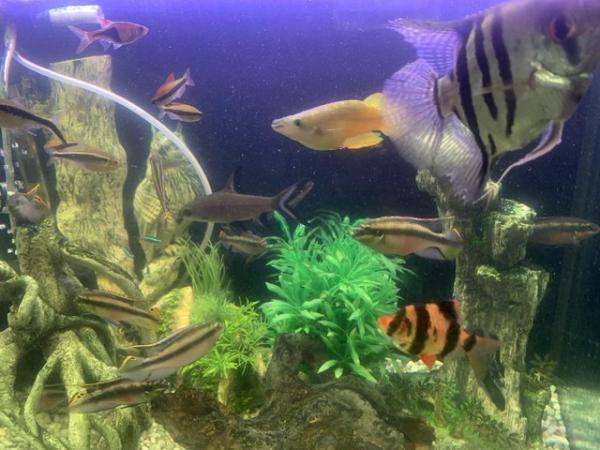 Image 2 of Angel fish, parrot fish also guppies and platies