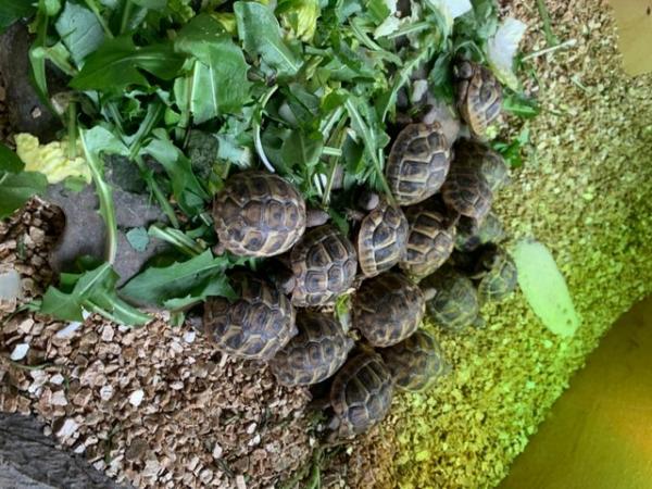 Image 1 of Herman tortoise hatched July 2023 with cities certification