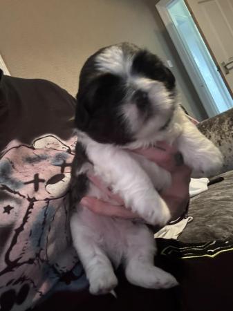 Image 6 of Beautiful Lhasa Apso puppy 1 girl and 1 boy