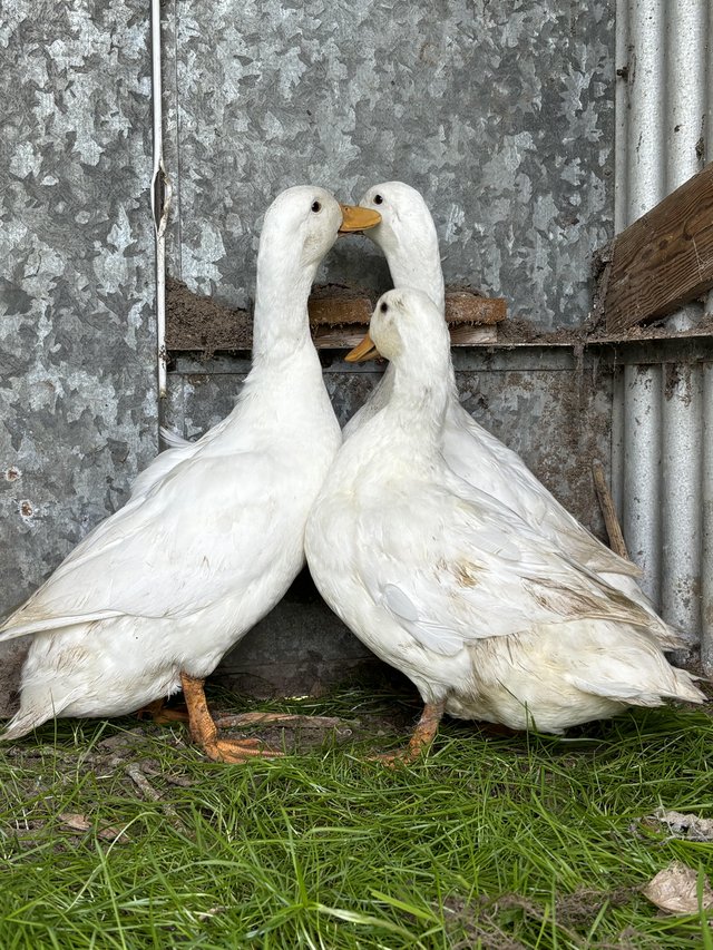 Preview of the first image of Khaki Campbell and cherry valley female ducks, 15 weeks old.
