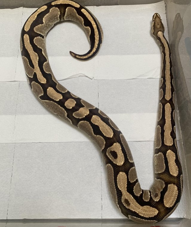 Preview of the first image of Massive female fire her pied royal python.