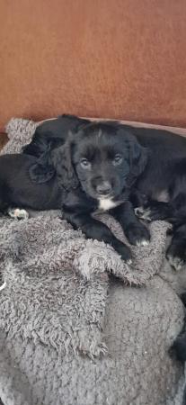 Image 1 of Registered cocker spaniel puppies.
