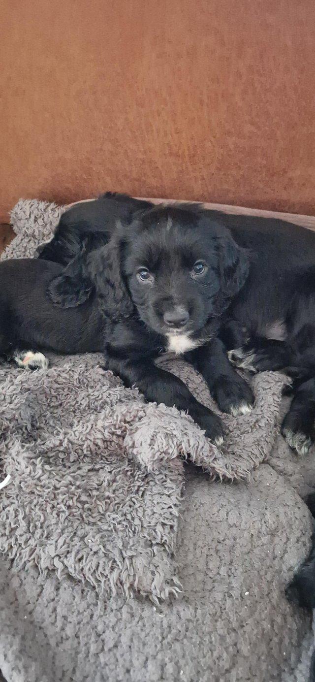 Preview of the first image of Registered cocker spaniel puppies..