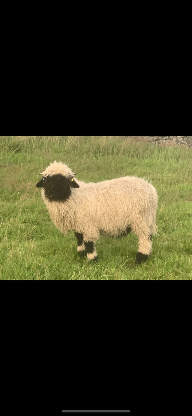 Preview of the first image of Pedigree registered Valais blacknose rams MV ARR/ARR.