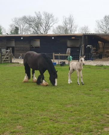 Image 2 of Beautiful cob mare with filly foal at foot