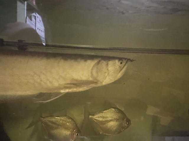 Preview of the first image of 2ft silver arowana oscars and sailfin pleco.