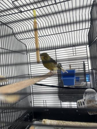 Image 3 of Male canary Gloster for sale
