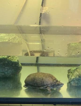 Image 4 of musk turtle for sale (price is negotiable)