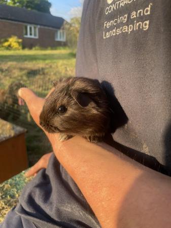 Image 1 of 7 week old male guinea pig
