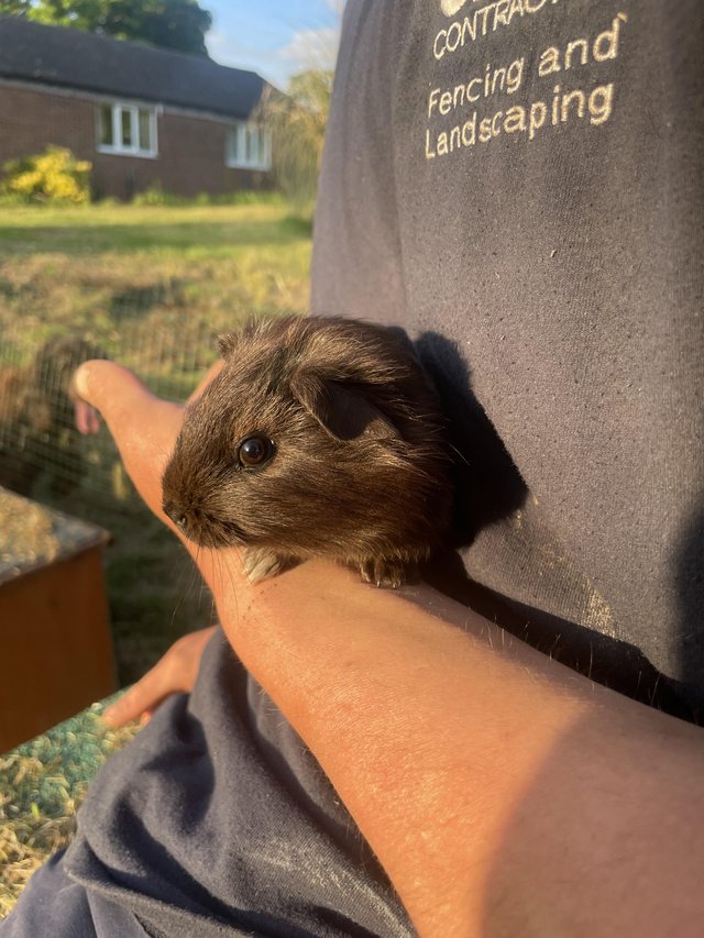 Preview of the first image of 7 week old male guinea pig.