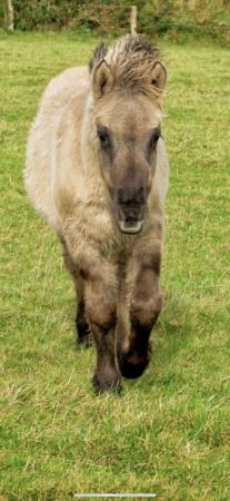 Image 3 of Yearling colt silver sun Shetland
