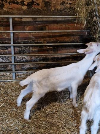 Image 2 of Wether Goat Kids for sale