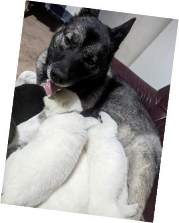 Image 10 of Rare and Stunning F2 Huskita Puppies