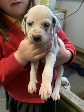 Image 6 of KC registered Dalmatian Puppies