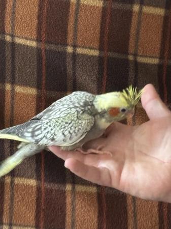 Image 14 of Hand reared cockatiels for sale, ready to leave soon