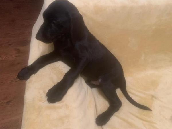 Image 42 of Quality KC Registered Health Tested Parents Labrador Puppies