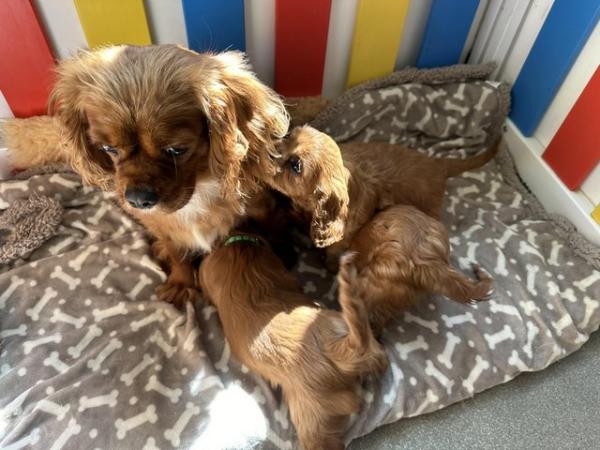 Image 2 of KC reg Health Tested Cavalier Puppies