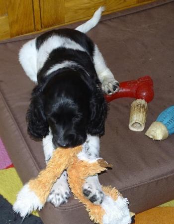 Image 5 of English Springer Spaniel, fully vaccinated, for sale