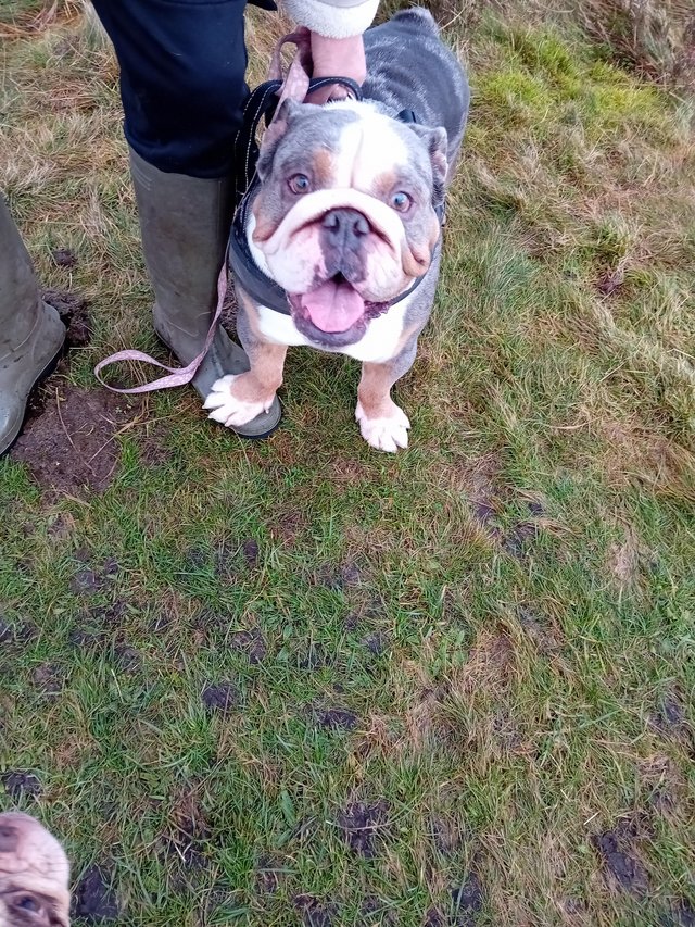 Blue tri outlet merle bulldog