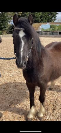 Image 2 of Bowsey Welsh pony mare 11.2