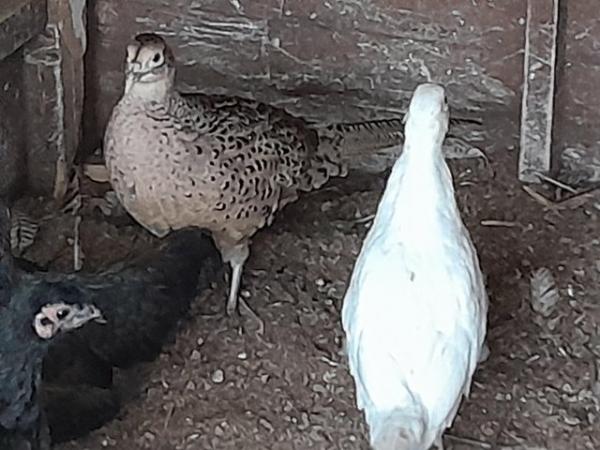 Image 2 of Pheasants for sale males