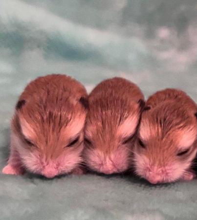 Image 4 of Baby Dwarf Hamsters For Sale