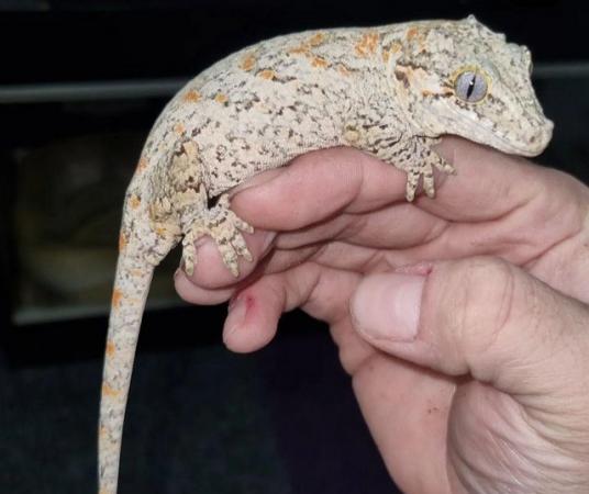 Image 3 of orange blotch gargoyle gecko